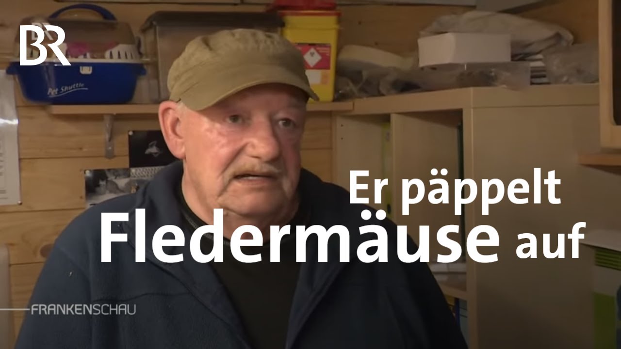 Flederm&auml;use nach dem Winterschlaf: Rettung geschw&auml;chter Tiere | Frankenschau | BR