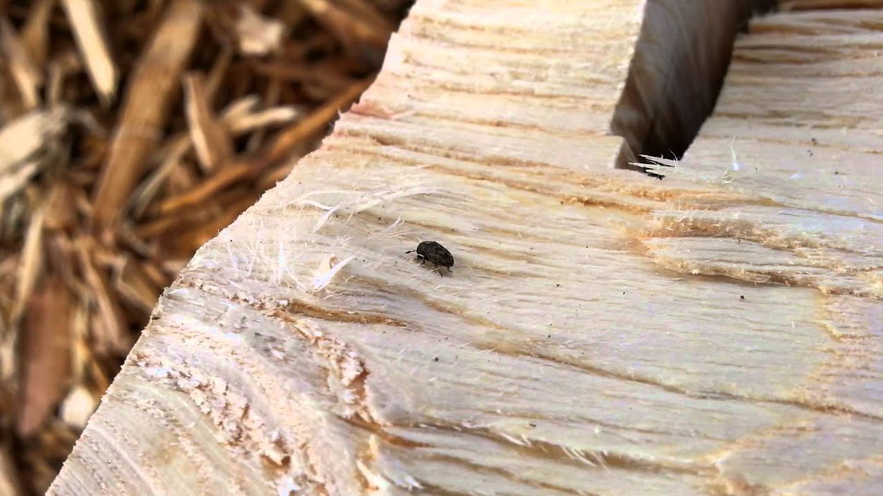 Ash Bark Beetle - Hylesinus spp.