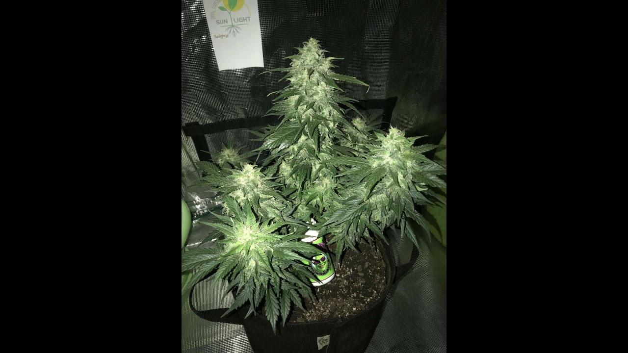White Widow CBD Auto - DutchPassion #CannapediaAutoflowersCup