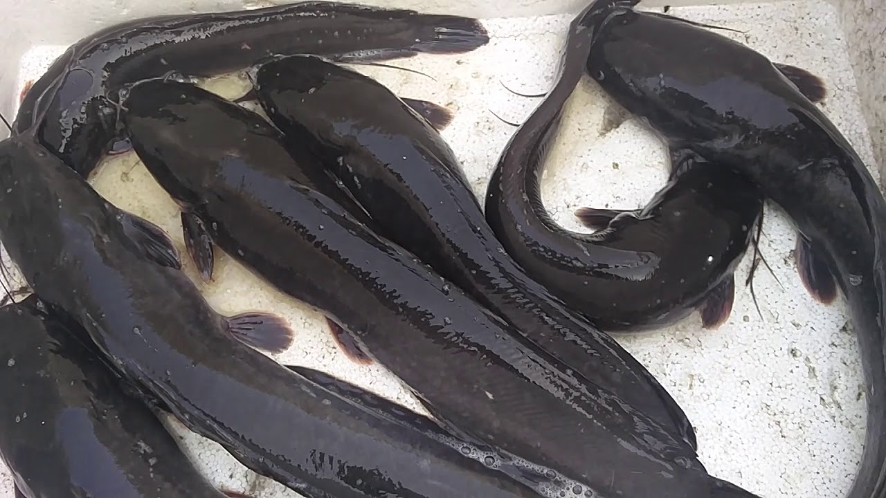 This is Mangur Fish from gandak river