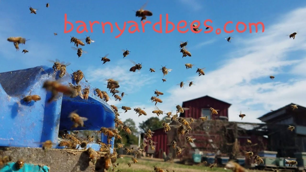 How To Increase Honeybee Population Going Into Winter