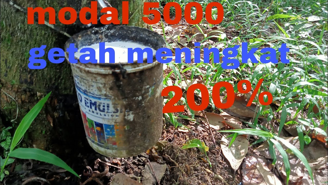 cara membuat obat poles karet tanpa efek samping