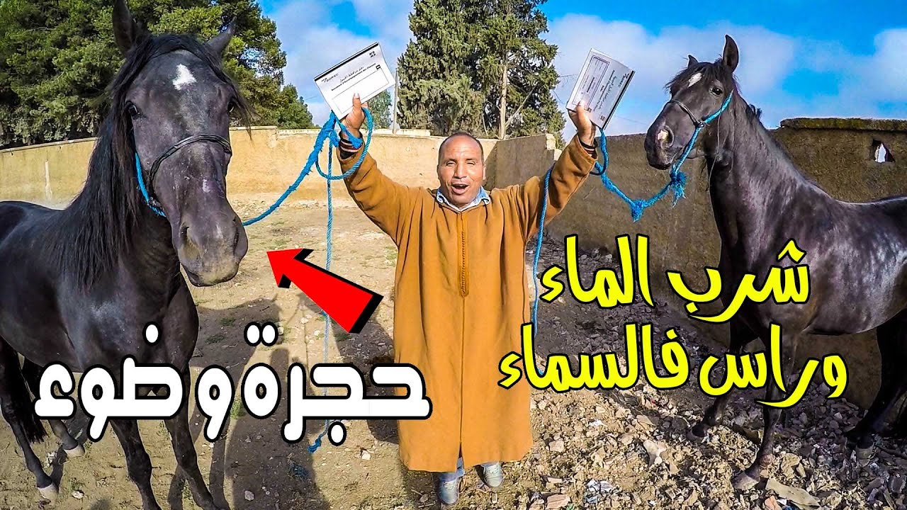 حميد طيكطوك زطم على جوج جدعات دهمات بالاوراق واحدة فيهوم بارب اصيلية / اول سوق الثلاثاء بعد العيد