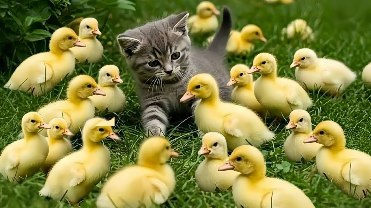 LAGU ANAK CIT CIT CUIT (BEBEK BERENANG ) LAGU ANAK TERPOPULER VIRAL TERBARU kucing lucu