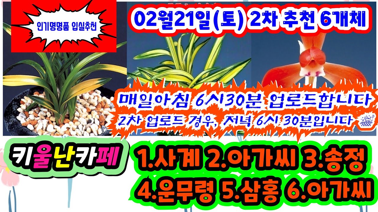 02/21(토) 2차 추천우수 6개체 [1.사계 2.아가씨 3.송정 4.운무령 5.삼홍 6.아가씨] #키울난카페 #orchid 