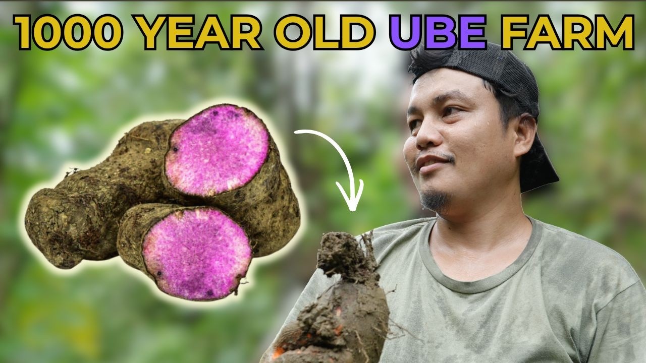 The World Thinks It Knows Ube. It Doesn’t.