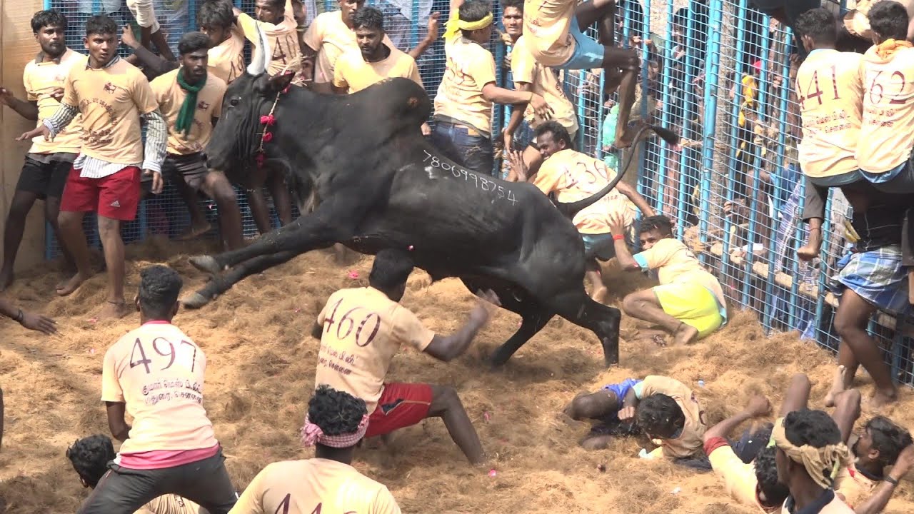 Kirungakottai Jallikattu 2022 Best Maatu Videos | Kirungakottai Jallikattu 2022 Videos