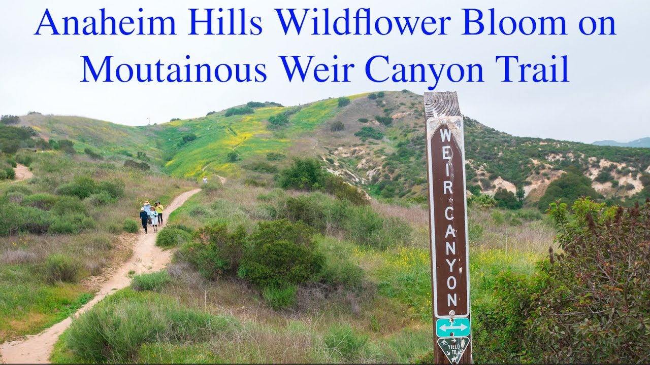 Anaheim Hills Wildflower Bloom on Mountainous Weir Canyon Trail