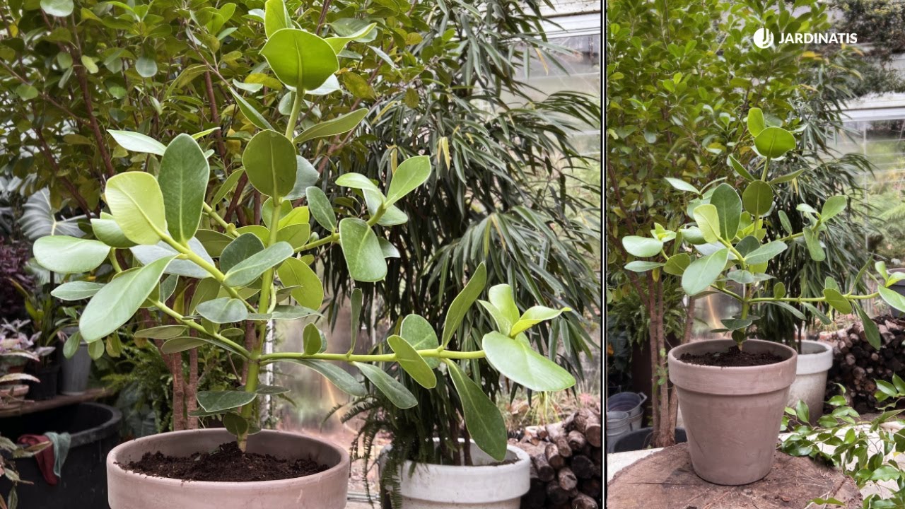 Clusia Rosea: Trasplante y Cuidados// Jardinatis