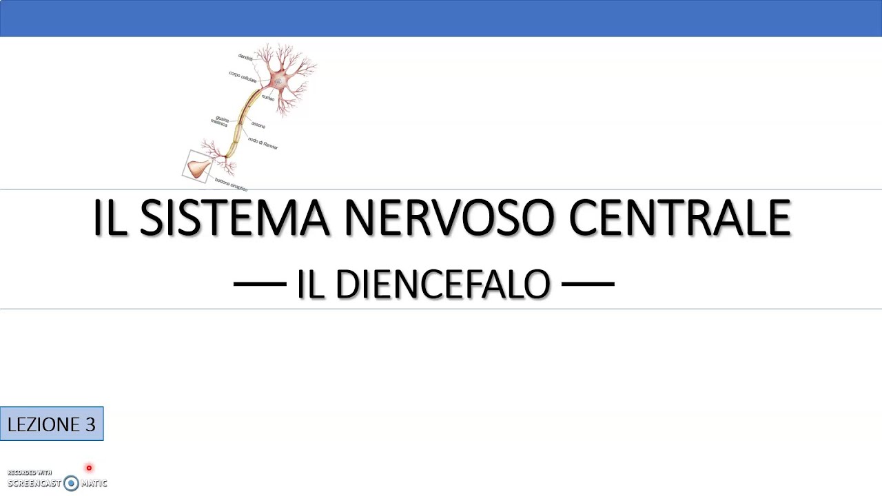 #3. Il diencefalo - Esistono differenze di genere nelle capacità cognitive di un individuo?