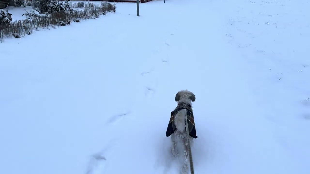 Vinterpromenad i Klintehamn med Nemo & Mr Bean nyårsafton 2025 #winter #chinesecresteddog #newyear 