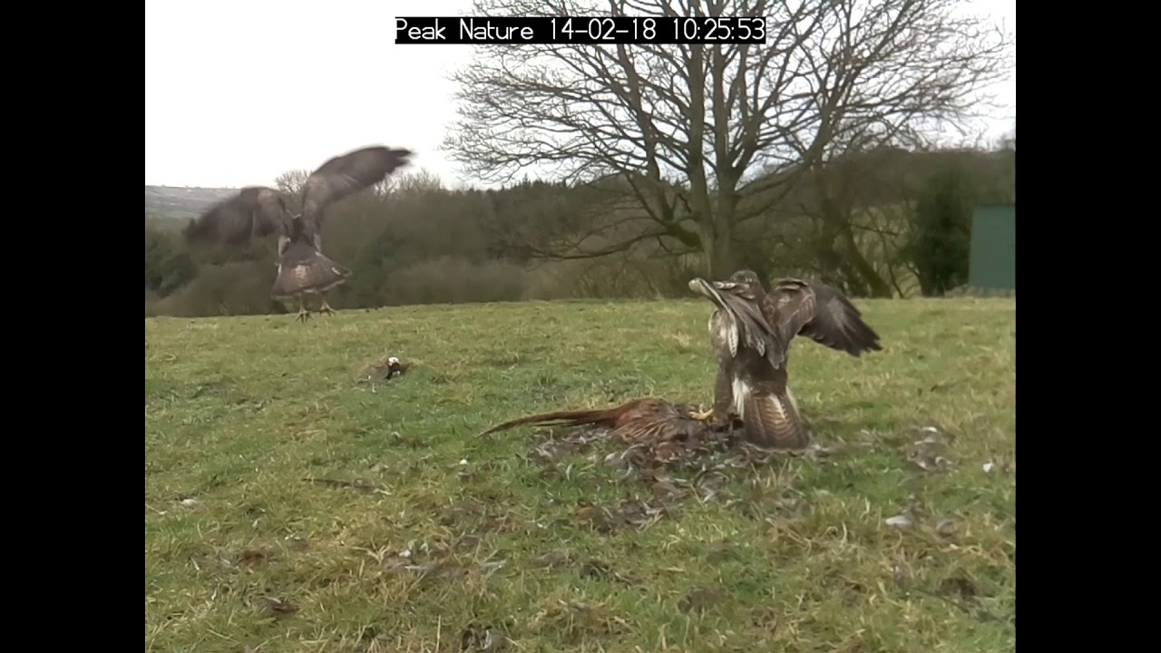 Buzzard Hide - 14 February 2018 - Peak Nature