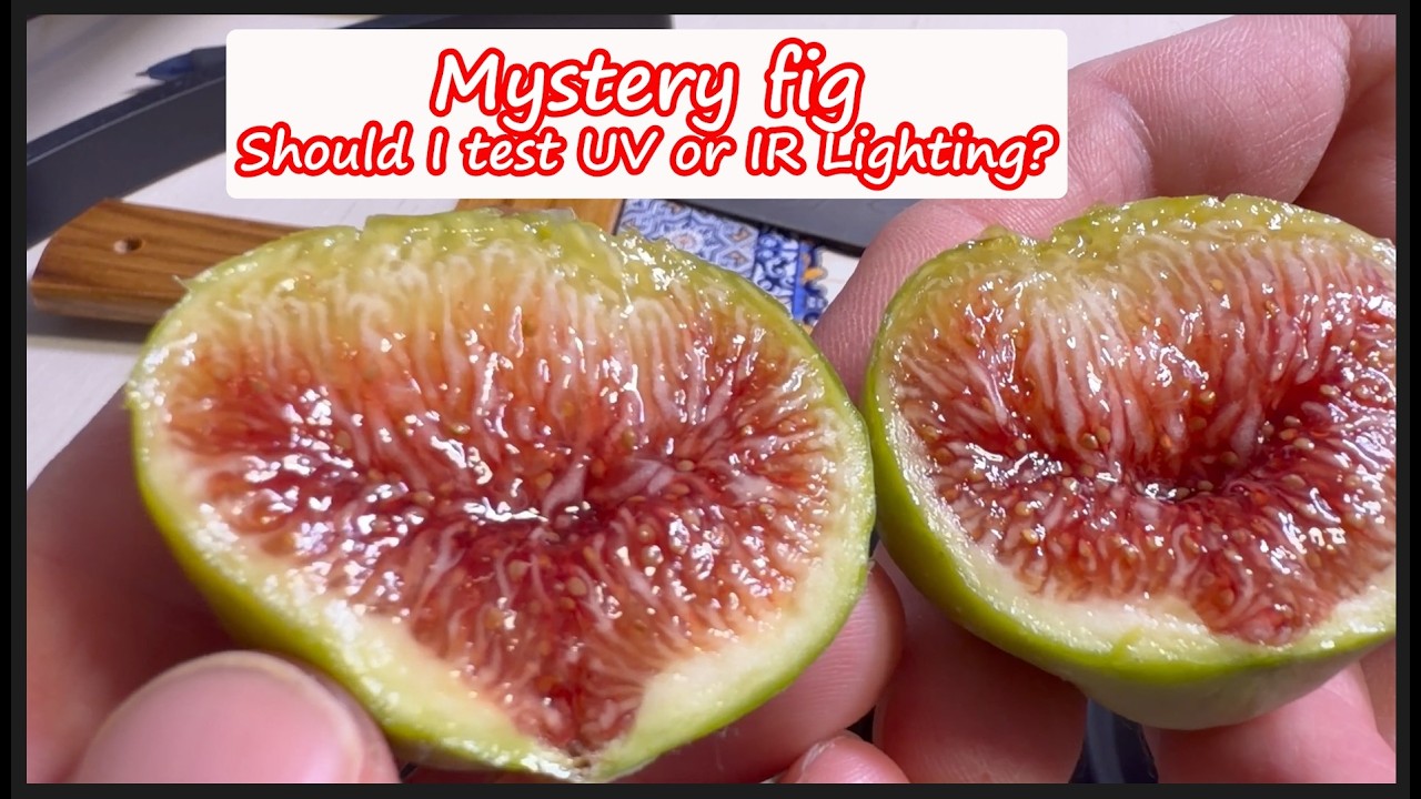Mystery Fig - Italian 258? How do Ultra Violet and Far Red lights impact figs?
