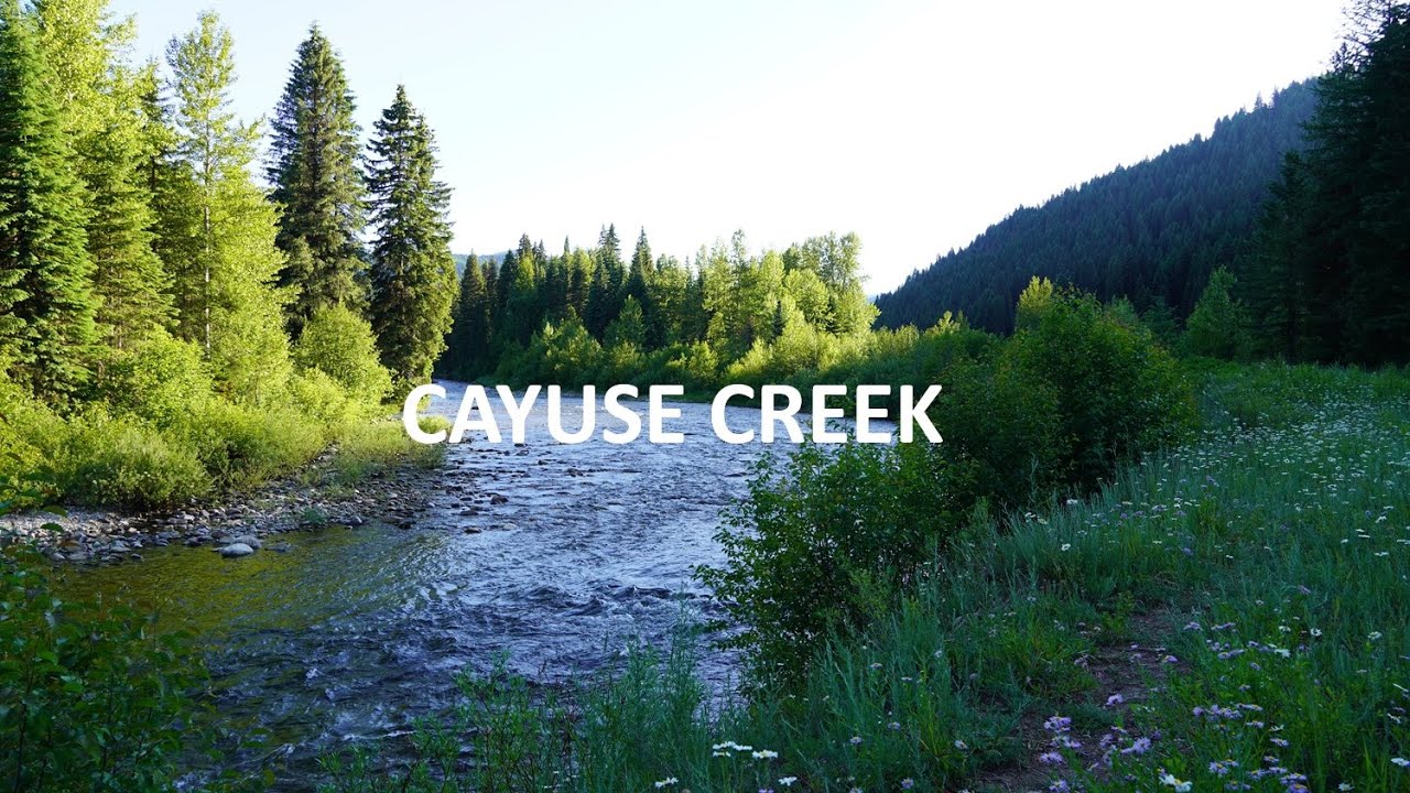 CAYUSE CREEK-Camping at Cayuse Landing-Idaho-Clearwater National Forest-2025
