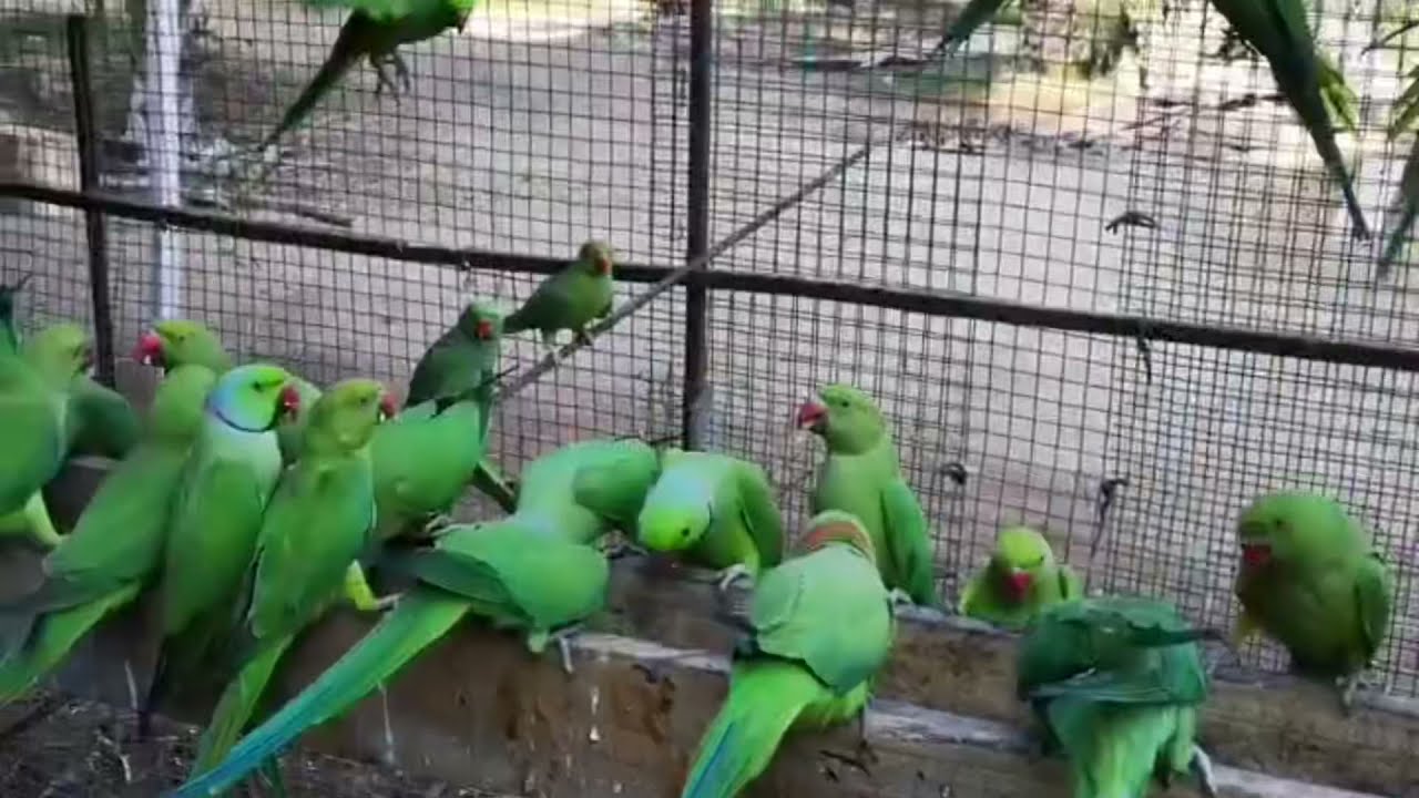 ببغاء الدره الخضراء