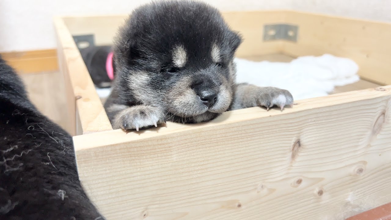 【柴犬 子犬】この壁越えられるのでは？と気づき始めた生後19日目の子犬