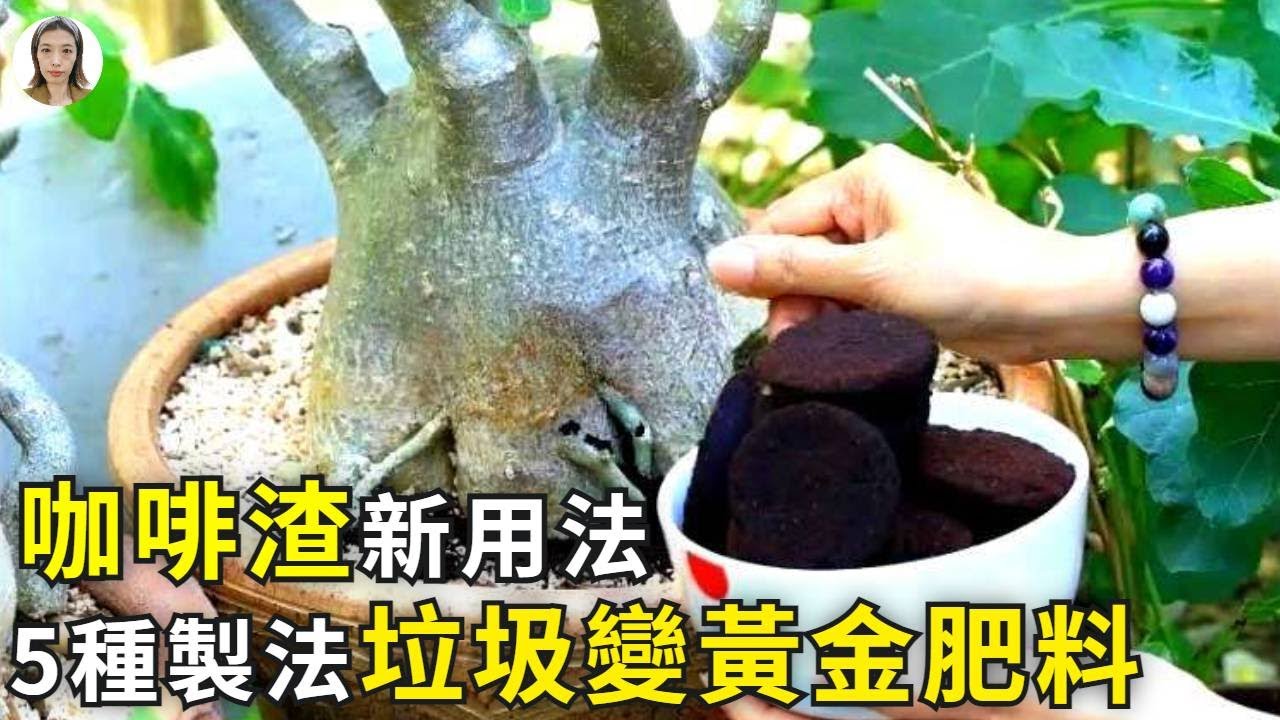 實用！咖啡渣在園藝中的5種新用法，能解決不開花生根慢等99%的種植問題，是不用花1分錢就能得到的黃金肥料|花花世界