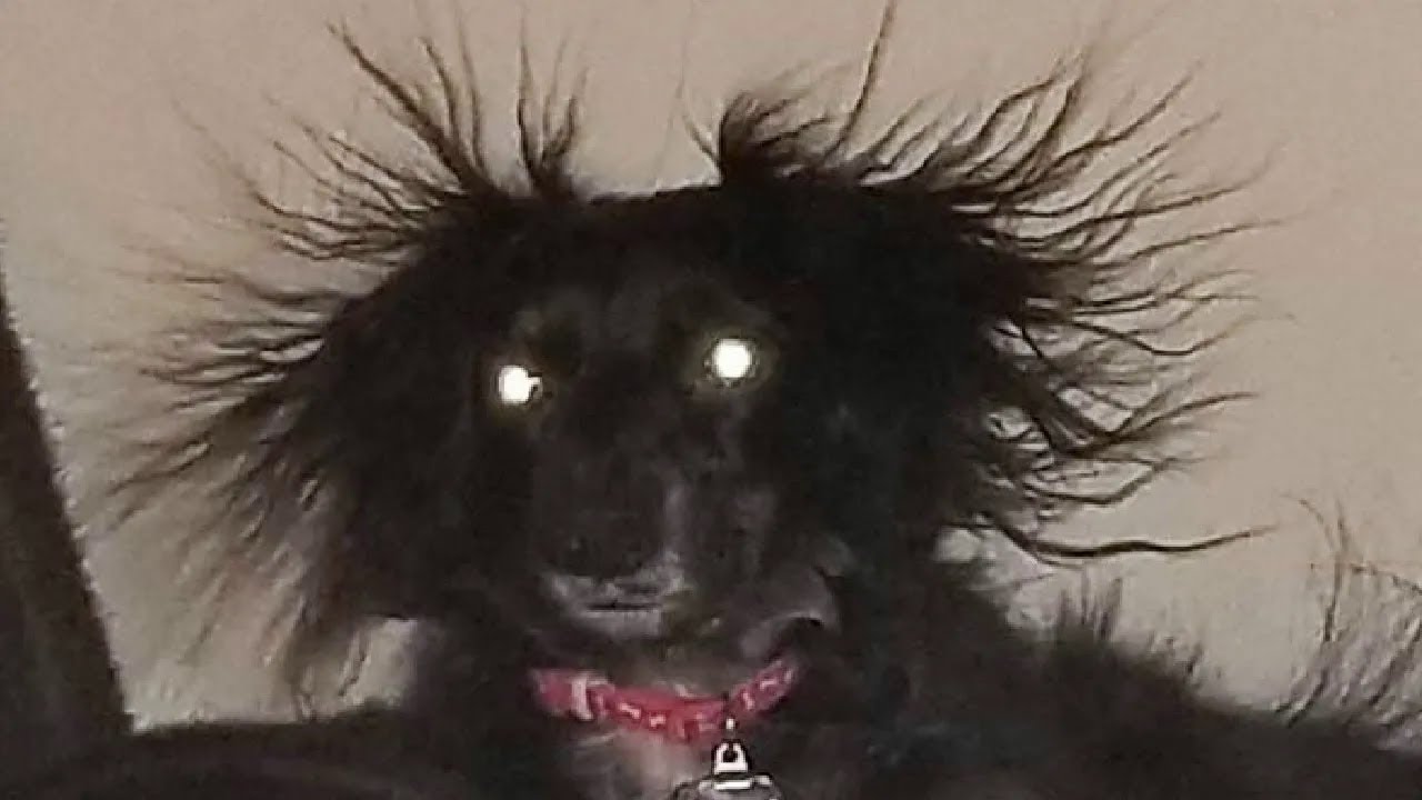 Animals Unleashed! Funny and Scary Moments Compilation