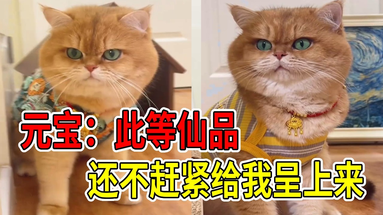 你们家的猫有这样的吗？ #佩内特猫粮#猫粮推荐(兔肉猫粮) #话痨猫#戏精猫