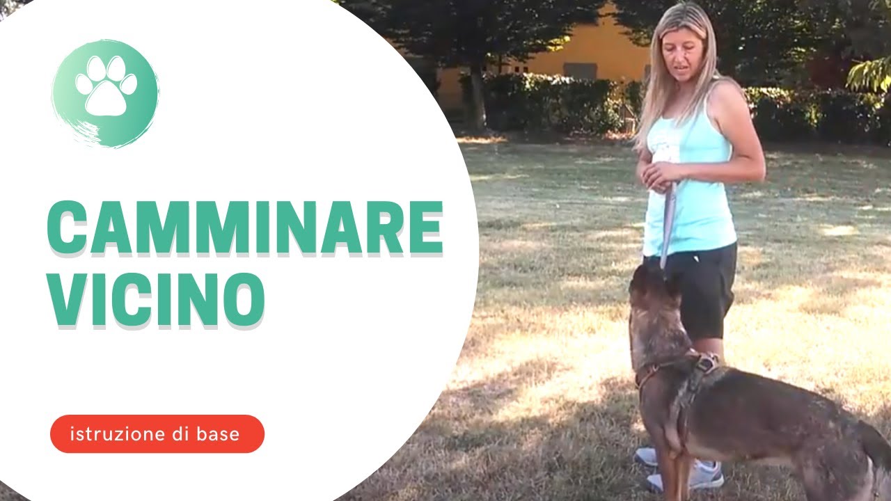 Insegnare al cane a camminare vicino