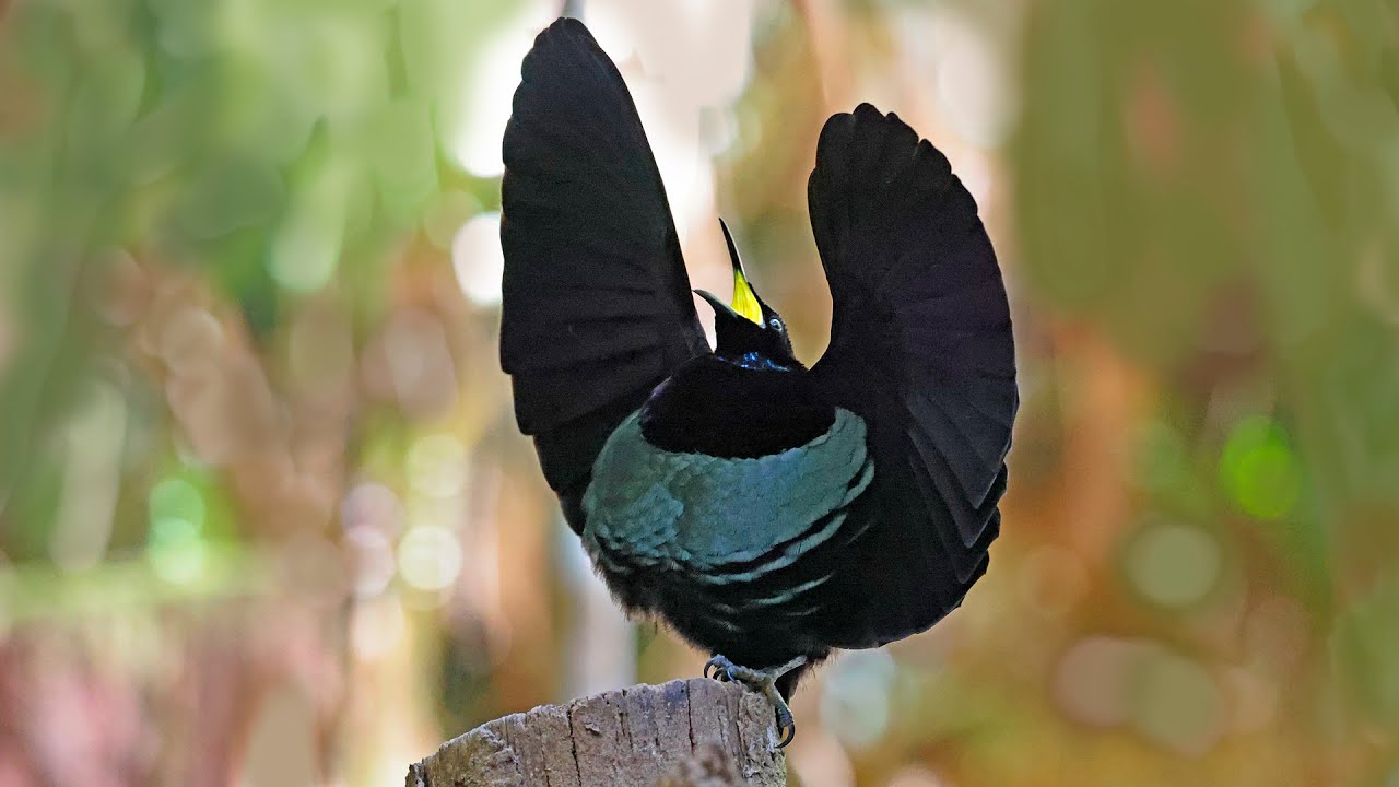 Australia Part 28: Riflebird display at Crater Lakes RFC & Golden Bowerbird at Mt Hypipamee, Oct 6-7