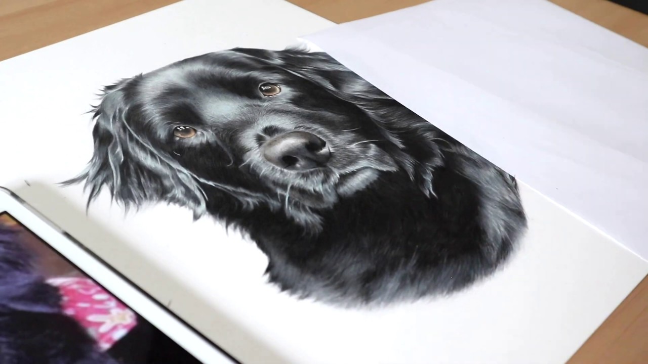 Drawing a Black Dog in Coloured Pencil | Pet Portrait Time Lapse