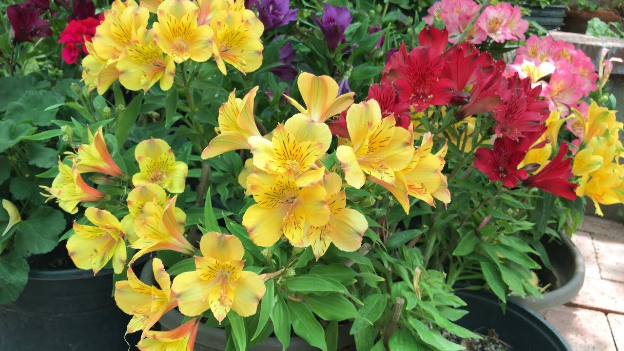 Alstroemeria Peruvian Princess Lilies -  TTJanePro & Arlette & Cordia【collab】