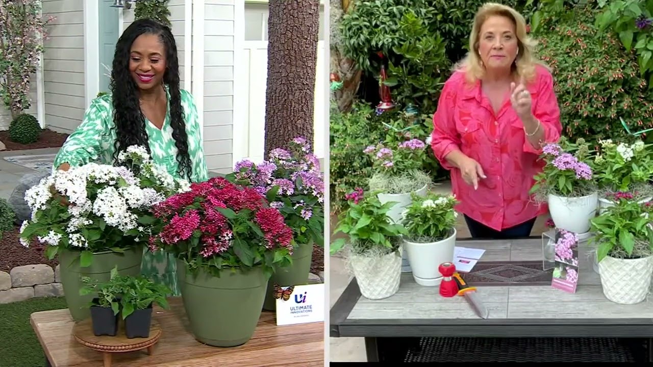 Ultimate Innovations 3-pc Egyptian Star Pentas Flower Plants on QVC