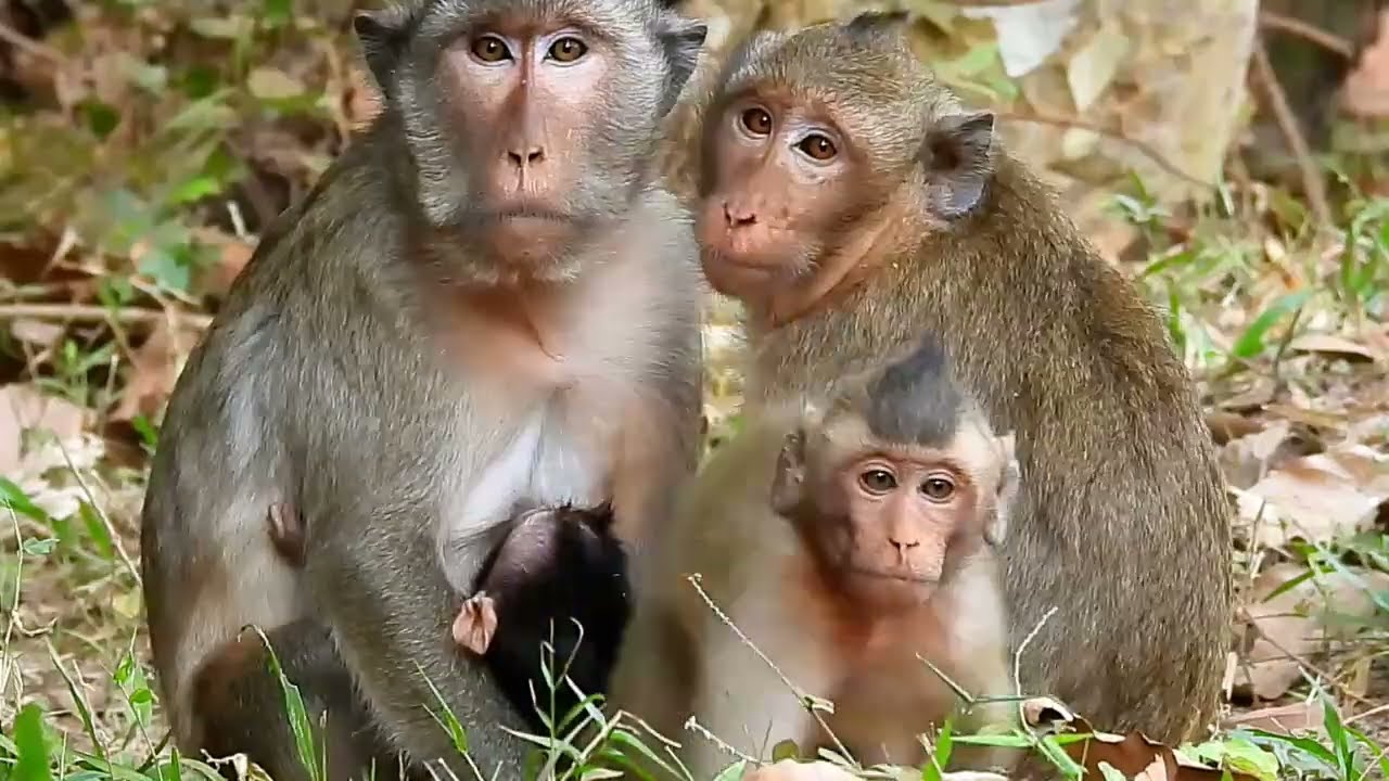 Monkey Grab In Cambodia Good All Monkeys In Khmer Full 04