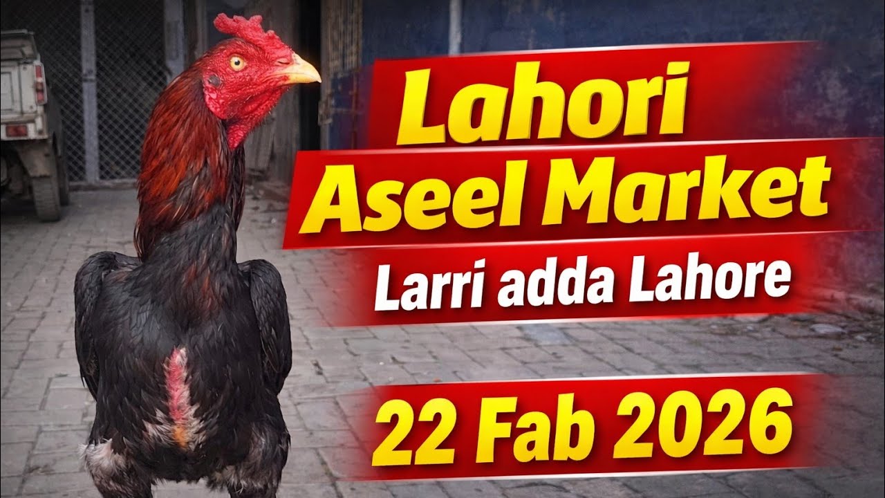 🔥 Aaj Ki Aseel Ki Mandi 🐓 | Lahori Aseel Market | Sunday Birds Market Lahore | 22 Feb 2026