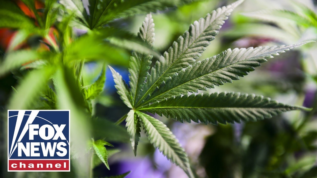 Experts SOUND ALARM on impact of cannabis as states legalize use