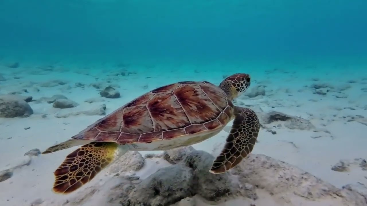 Amazing Turtle Facts | Complete  Wildlife Documentary