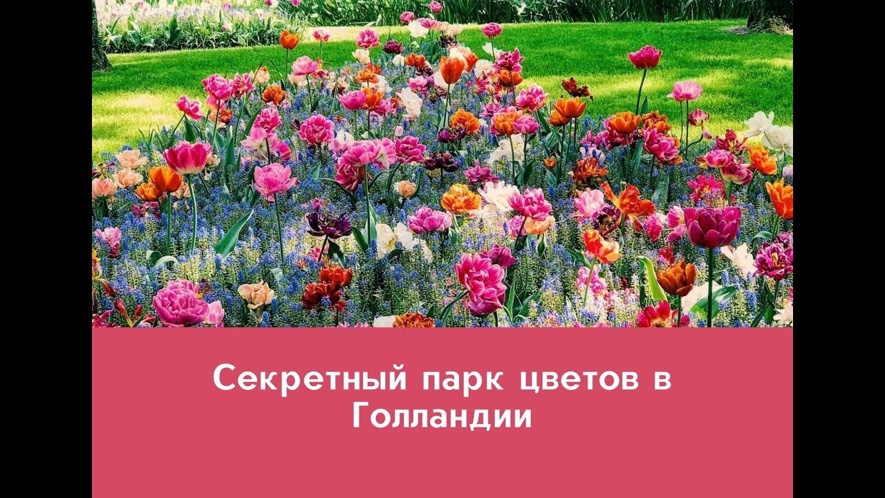 Секретный парк цветов в Голландии