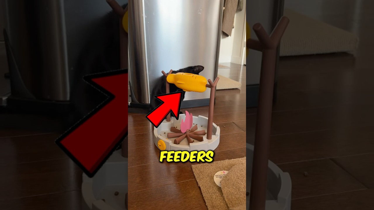 Top 3 Best Puzzle Feeders for Cats