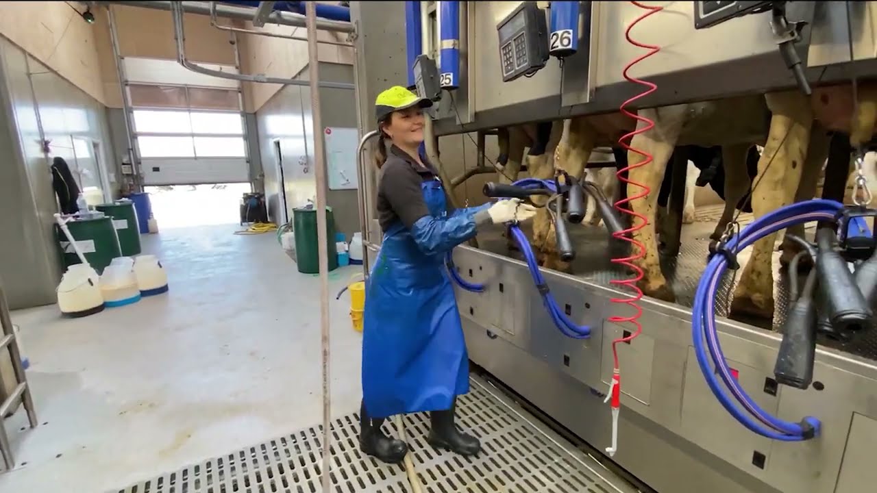 Extreme Dump Truck Modern Cow Farming Pretty Girl Tractor Driver VOLVO CAT Oversize Load Transport