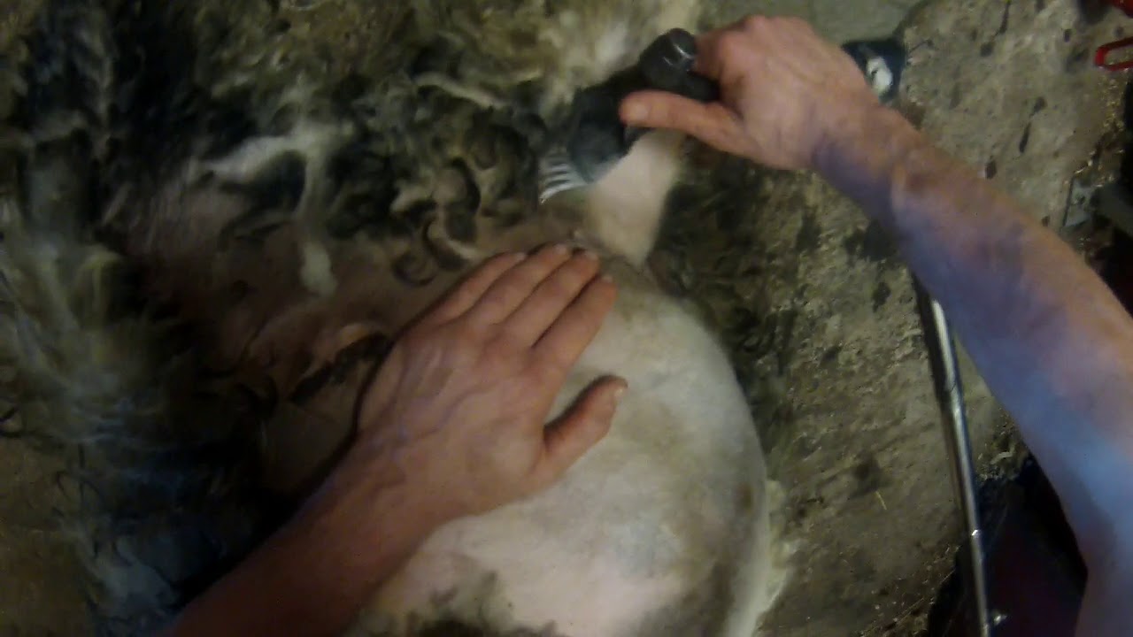 Gammelnorsk Sp&aelig;lsau prelamb gopro