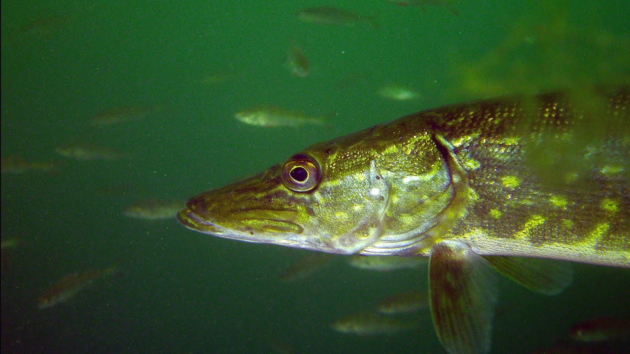Fischreichtum im Straussee