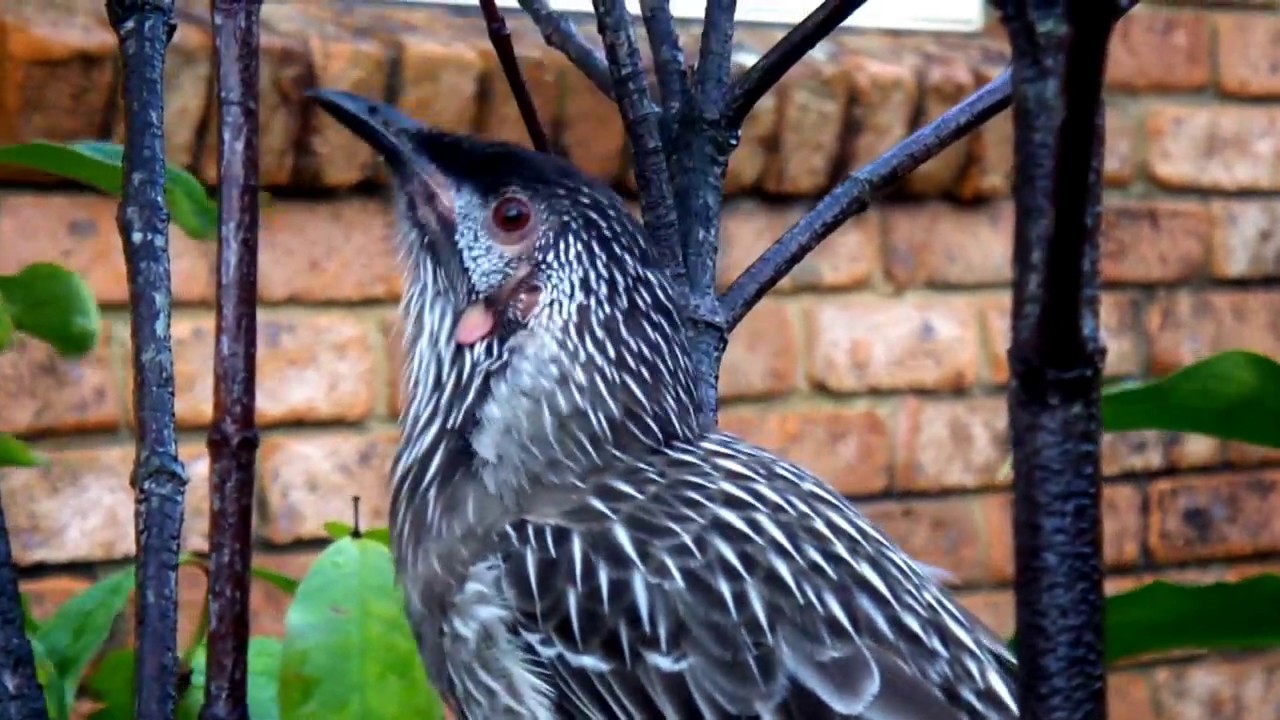 RED WATTLEBIRD CALLS  (720P)