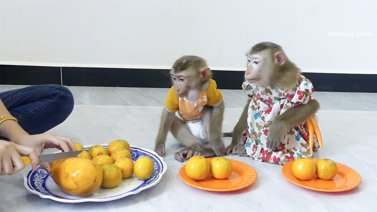 Two Obedient Donal Mori Not Like Oranges They Waiting Mom Cut Papaya For