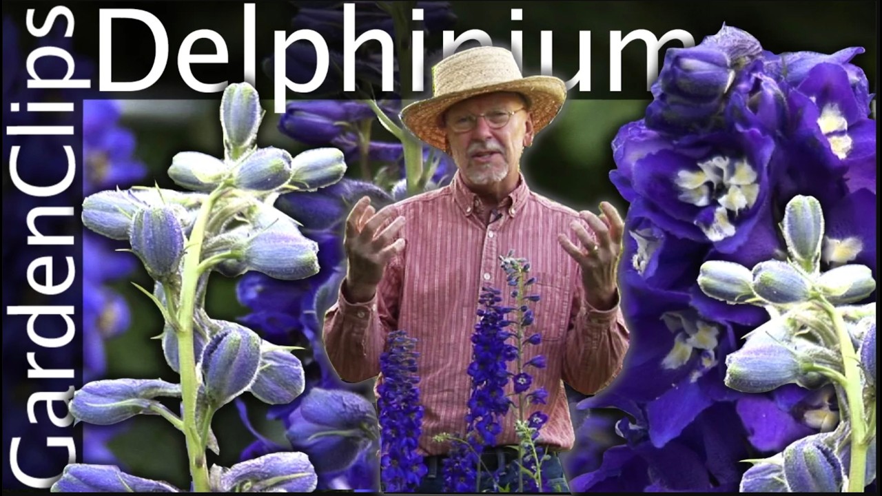 Delphinium - Larkspur - Growing Delphinium