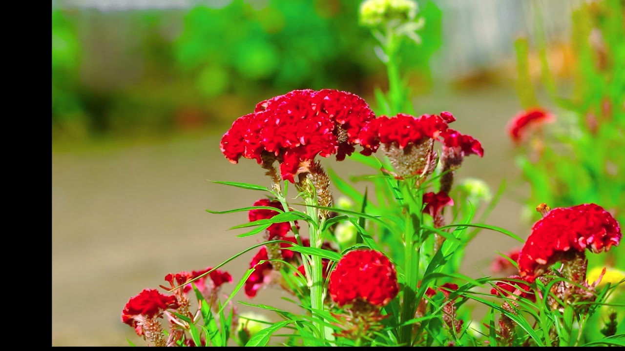 Beautiful flower   beautiful Flower Ser Morn  Amazing ​Flowers #Short EP  5