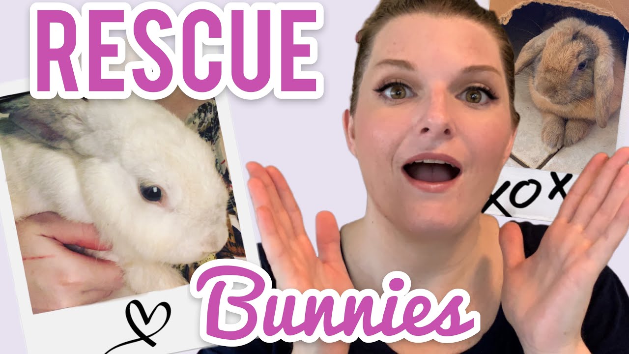 Meet My New Rescue Bunnies | Tiffany’s Bunny Rescue
