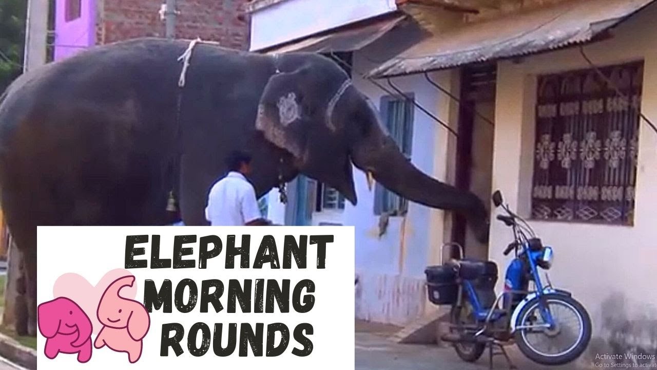 Elephant on its morning rounds | Thirukurungudi temple