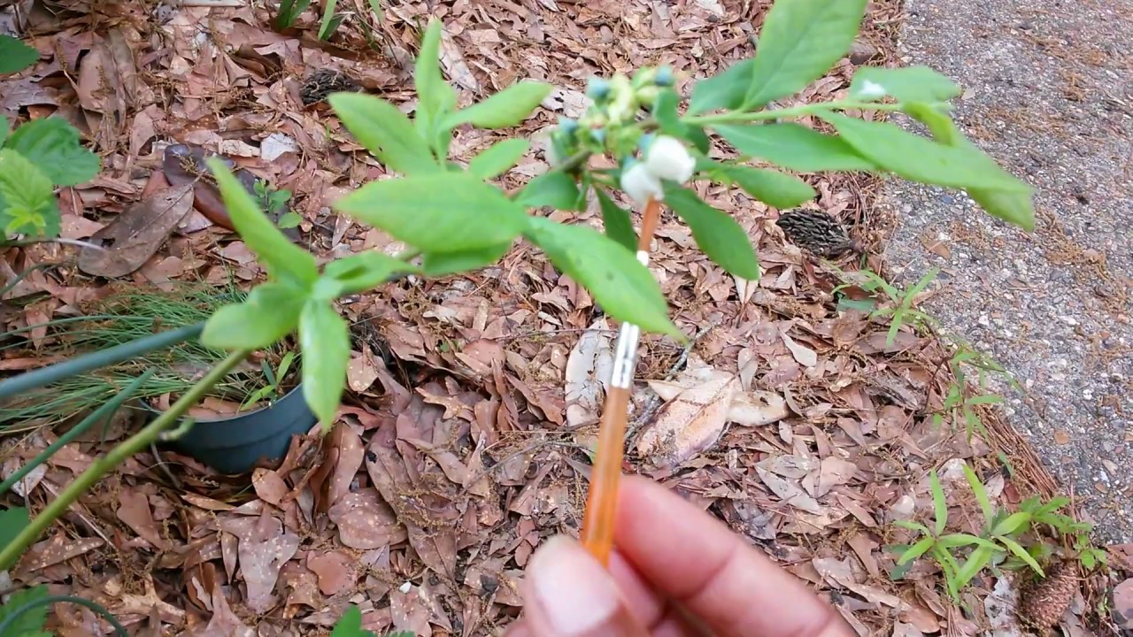 How to hand #pollinate blueberry blossoms | Make sure you get some berries!!!