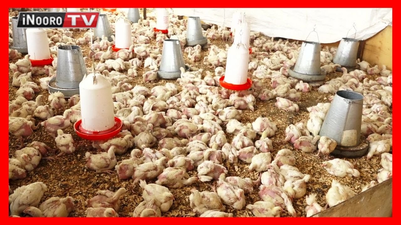 Urimi wa nguku cia nyama (broilers); #MugamboWaMurimi (Part 1)