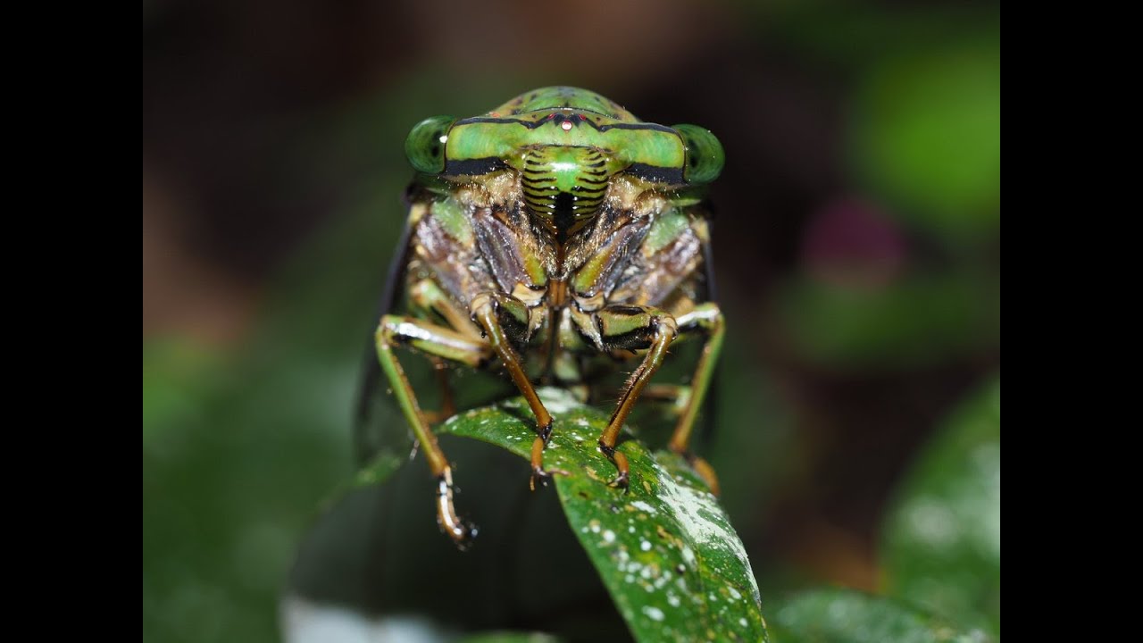 Golden Emperor cicada (Anapsaltoda pulchra)