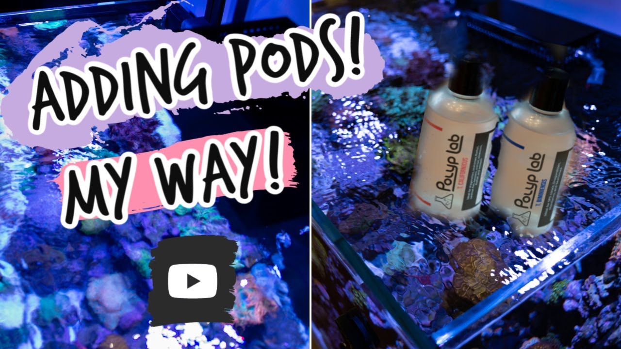 Adding Copepods To A Reef Tank. The WaterboxReef Way!
