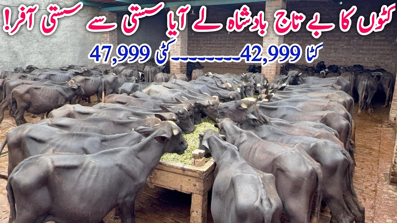 How to Start Katta Farming -  Katta Business 2025 - Katta Farming in 4 Month - Fattening Formula