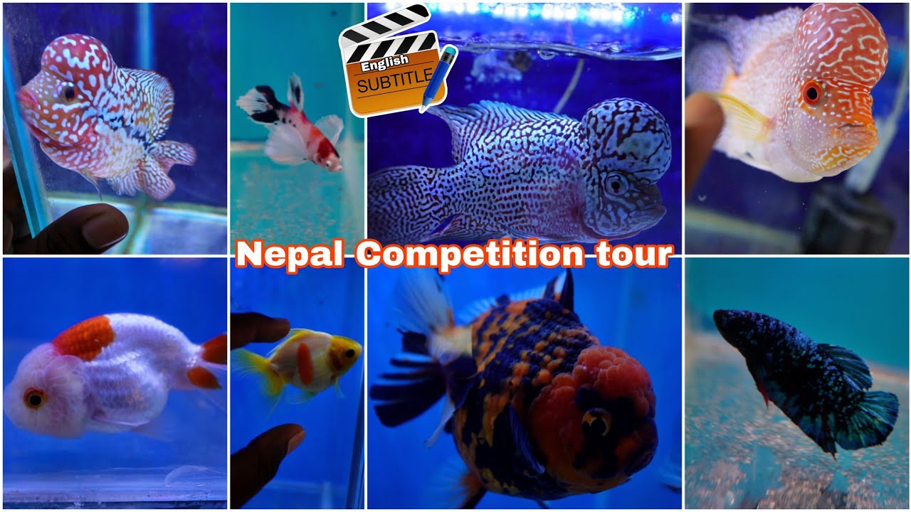 Direct tour of Nepal flowerhorn, betta, gold fish competition | 2024 | தமிழ் | English sub