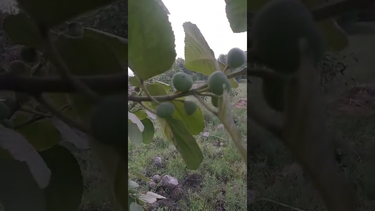 Punjab Fig on Fruiting - Purple Large - Anjeer - Ficus palmata - Organic Farm - Engineer Ka Bagh